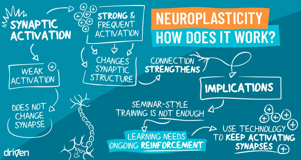 9-neuroplasticity.png