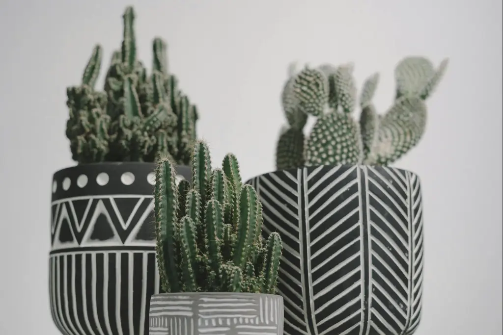 Best Office Plants of Cactus.jpg