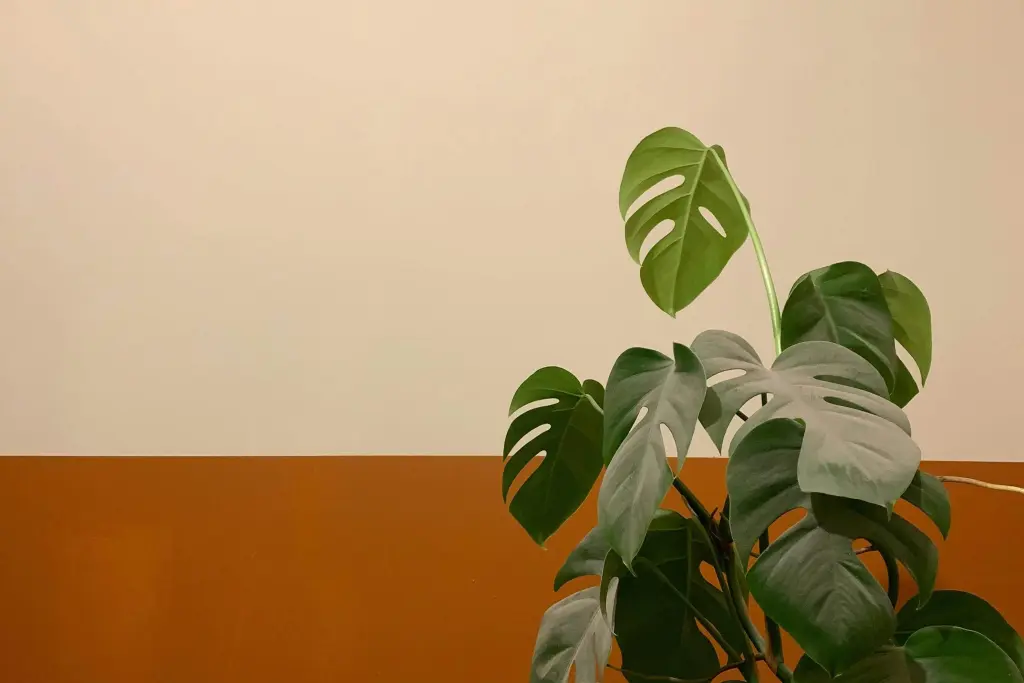 Best Office Plants of Philodendron