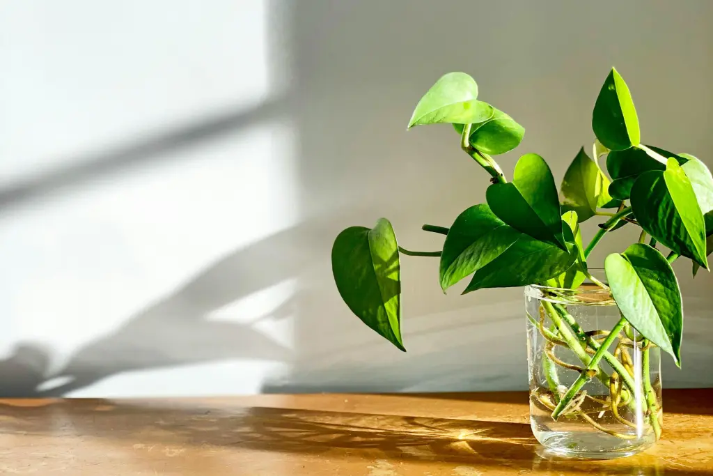 Best Office Plants of Pothos