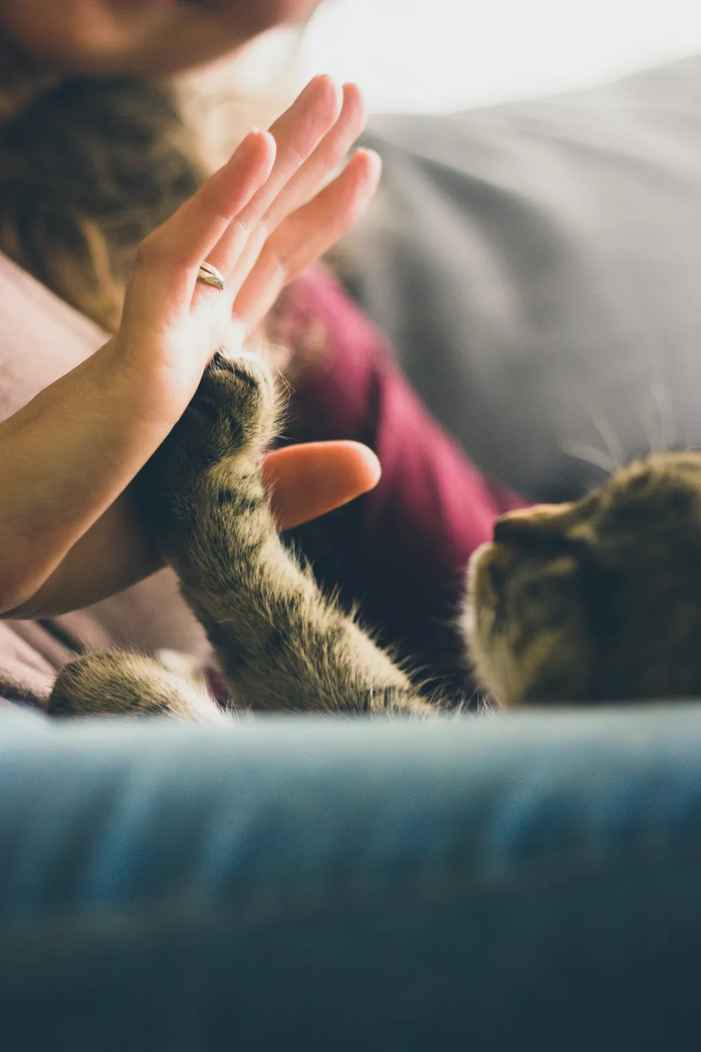 best job for people with anxiety pet