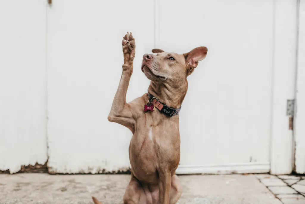 Ein hund stellt eine frage