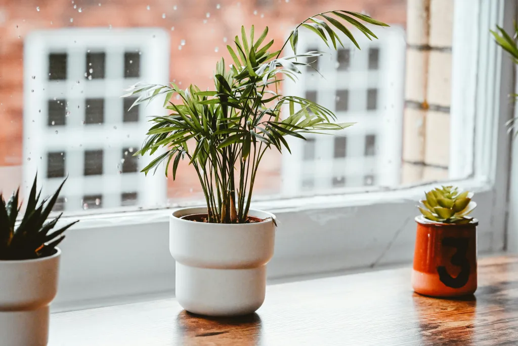 plants for mental health at work day