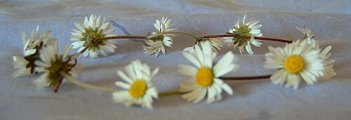 daisy chain 2.png